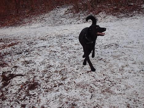 Labrador retriever Cora - Cora danser :´D  billede 9
