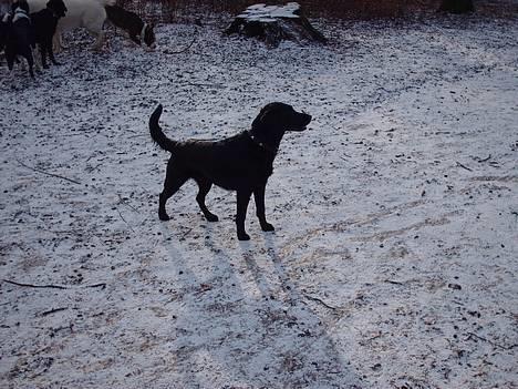 Labrador retriever Cora billede 10