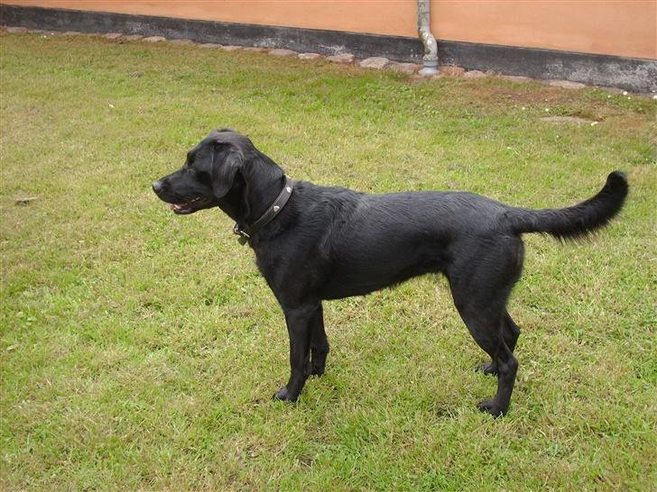 Labrador retriever Cora billede 11
