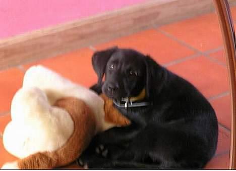 Labrador retriever Cora - cora som hvalp med sin elskede lille bamse < ´´ 3 hiih billede 12