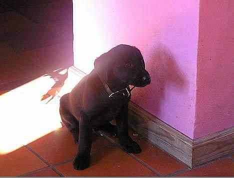 Labrador retriever Cora - hiih . er hun ikke nuttet.  (Hvalp) billede 13