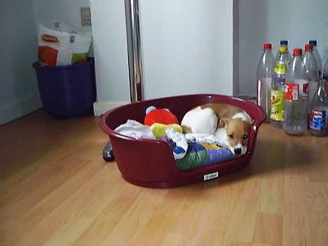 Blanding af racer Matilde - Nøj det har været en lang tur fra Lunderskov til Esbjerg d. 2 april 04 billede 2