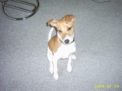 Blanding af racer Matilde - Se hvor fin jeg er. Er lige kommet fra dyrlægen og blevet chippet billede 4