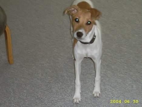 Blanding af racer Matilde - Og igen da billede 5