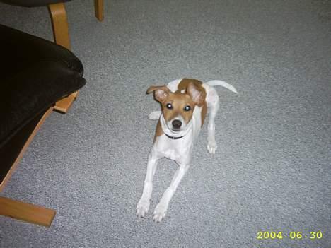 Blanding af racer Matilde - Ok nu det nok med de fotos. Nu må du godt sige FRI! billede 6