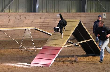 Border collie kay RIP 2017 billede 7