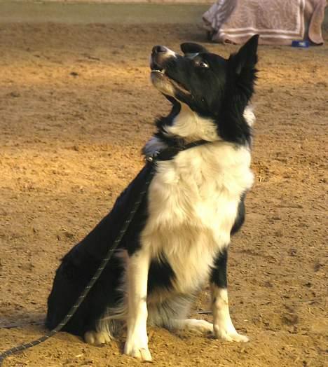 Border collie kay RIP 2017 billede 8