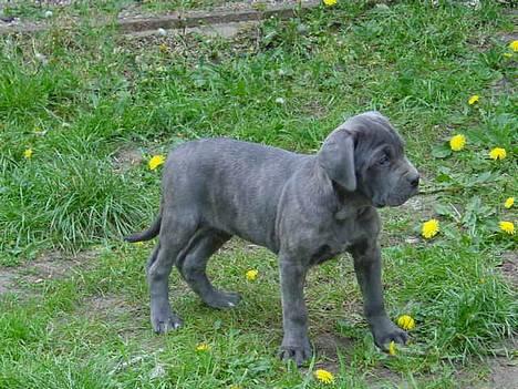 Cane corso Campo Di Cavello Sama billede 1