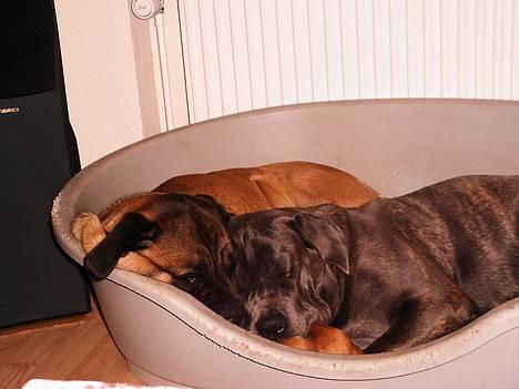 Cane corso Campo Di Cavello Sama - Så er der rå hygge billede 2