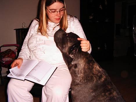 Cane corso Campo Di Cavello Sama - Mor er bare den bedste billede 3