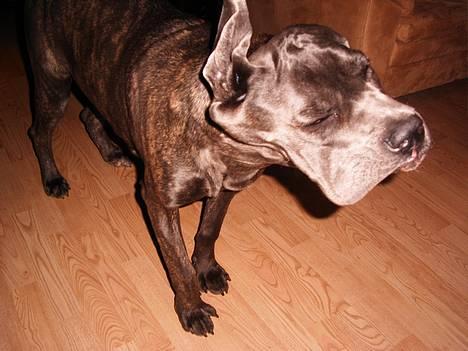 Cane corso Campo Di Cavello Sama billede 4