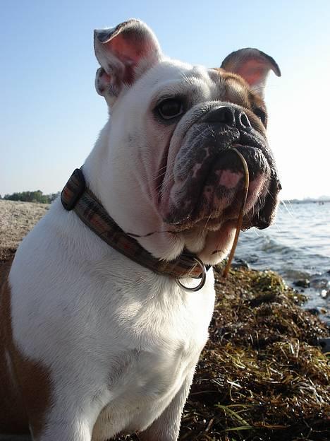 Engelsk bulldog Diva - "Se lige mig.... Super lækker med tang mellem tænderne" billede 11