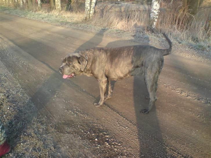 Cane corso Campo Di Cavello Sama - Det er hende til højre billede 6