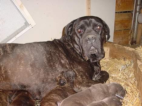 Cane corso Campo Di Cavello Sama billede 7