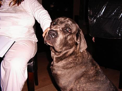 Cane corso Campo Di Cavello Sama billede 8