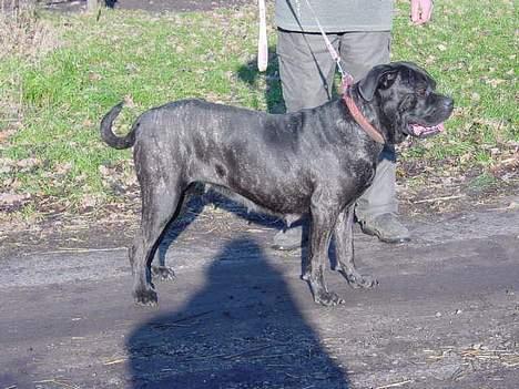 Cane corso Campo Di Cavello Sama - Hendes mor Campo di Cavallo Shy  billede 9