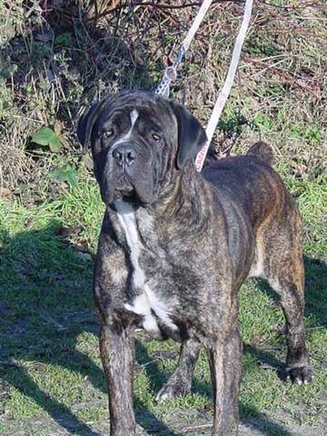 Cane corso Campo Di Cavello Sama - Hendes far Chelsey Dogue du Nord  billede 10