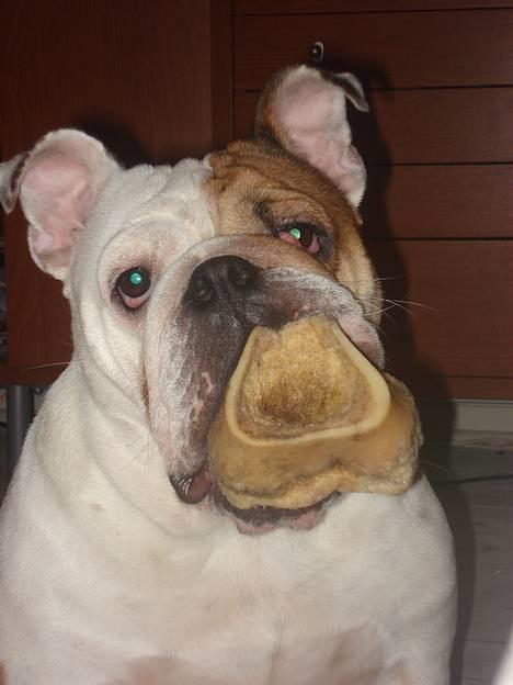Engelsk bulldog Diva - "Ja, det startede som en lille tandbyld" billede 12