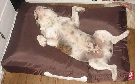 Olde english bulldogge Mr. Møller - Jeg elsker bare min Fatboy! billede 6