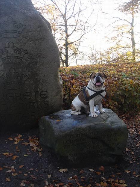 Olde english bulldogge Mr. Møller - Skoven d. 11/11-2006 billede 7