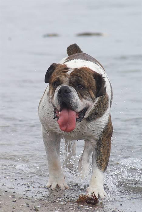 Olde english bulldogge Mr. Møller - |*Tosafoto*| billede 8