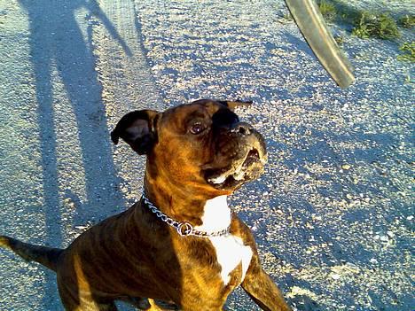 Boxer Bruce  - 3/6-06 billede 3