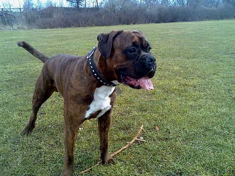 Boxer Bruce  billede 4