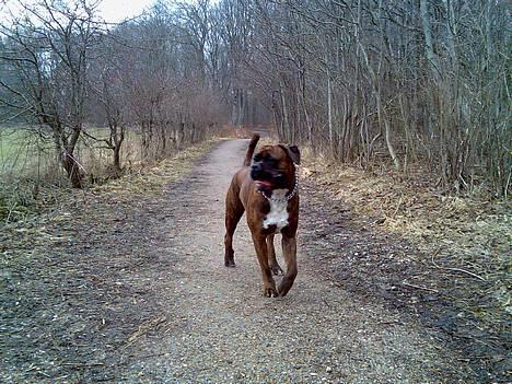 Boxer Bruce  billede 5