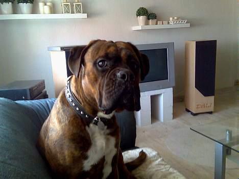 Boxer Bruce  billede 6
