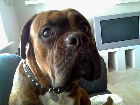 Boxer Bruce  billede 7