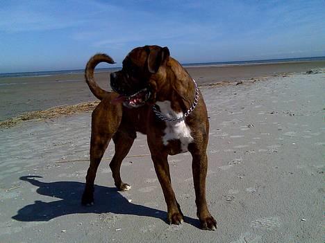 Boxer Bruce  - På stranden d. 22/4-06 billede 8