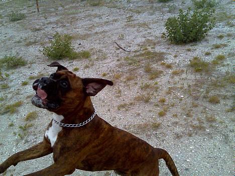 Boxer Bruce  - 10/6-06 billede 9