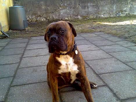 Boxer Bruce  billede 10
