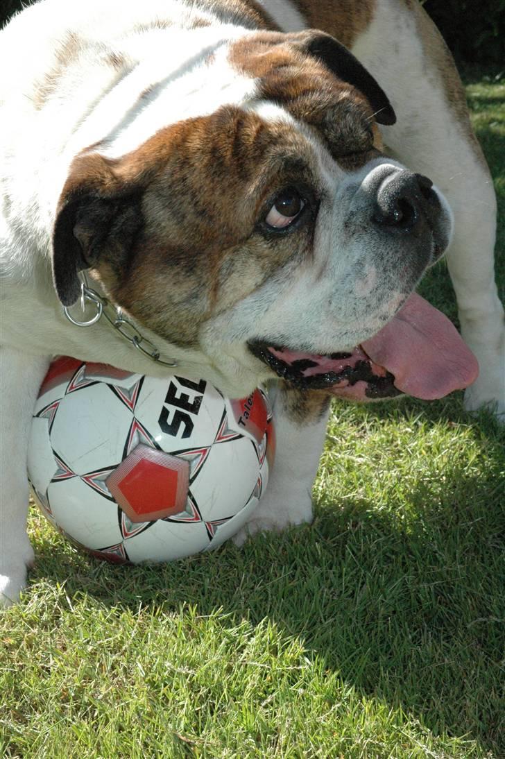 Olde english bulldogge Mr. Møller billede 9