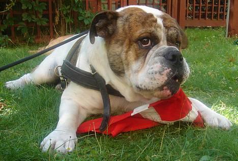 Olde english bulldogge Mr. Møller - Lidt national har man vel lov til at være... Hehe... billede 10