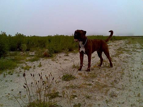 Boxer Bruce  - 10/6-06 billede 11