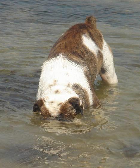 Olde english bulldogge Mr. Møller - Mon der er fisk i vandet? billede 11