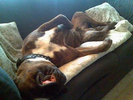 Boxer Bruce  billede 12