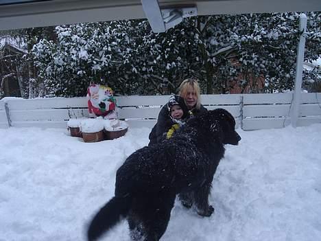 Newfoundlænder Balto - Jeg elsker sne, kan være ude og lege i timevis... billede 2