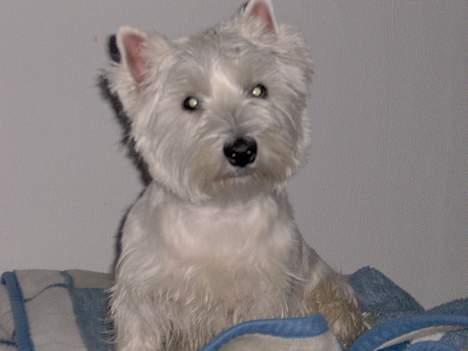 West highland white terrier Mulle - Hvad ? Was ? What ? Hvad siger du ?? billede 5