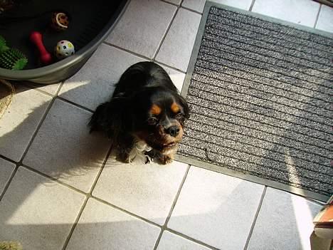 Cavalier king charles spaniel Sofus - Jeg har ikke gjort noget galt... billede 3