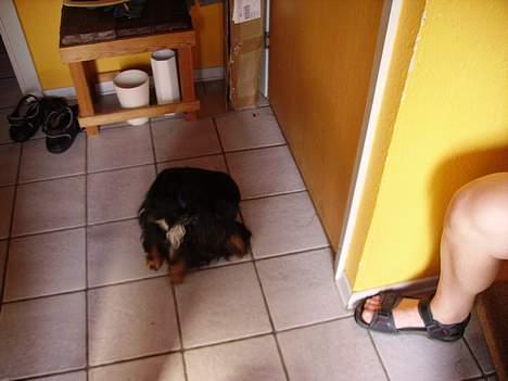 Cavalier king charles spaniel Sofus - Uhh.. Det klør altså helt vildt... billede 4