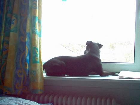 Dansk svensk gaardhund cæsar. - nu kan jeg se hvem der kom. billede 14