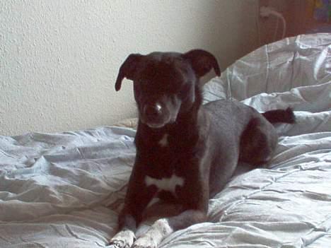 Dansk svensk gaardhund cæsar. - hej her prøve jeg at sove. billede 15