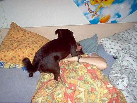 Dansk svensk gaardhund cæsar. - far kan nu så se at kom op nu for du skal ikke sove meger for nu vil jeg lege med dig. billede 16