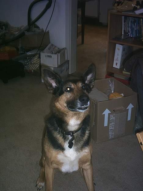 Blanding af racer taco (død) billede 2