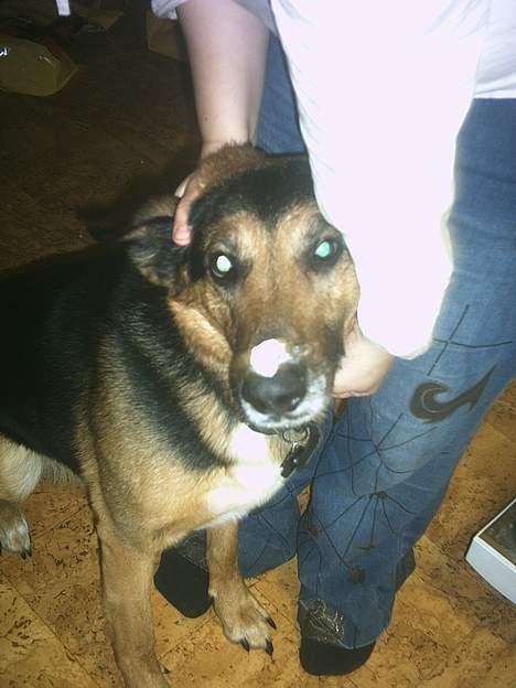 Blanding af racer taco (død) - taco med flødeskum på næsen ss billede 3