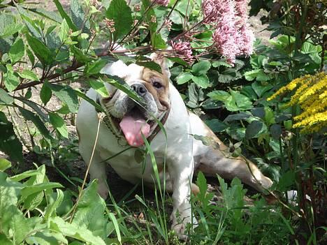 Engelsk bulldog Diva - "Se lige mig i Mormor´s blomsterbed, så bliver hun så hidsig, hihi" :-) billede 15