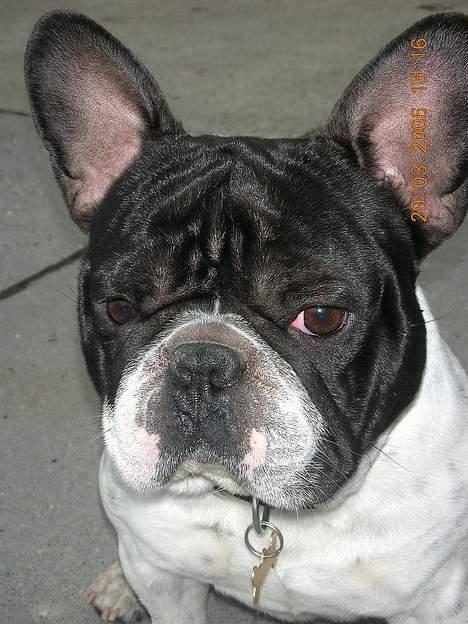 Fransk bulldog Manfred - Flot fyr billede 13