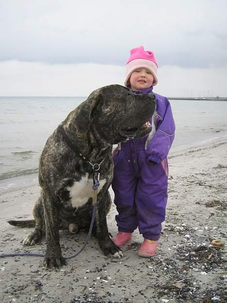 Boerboel tupac - En tur på stranden  billede 13